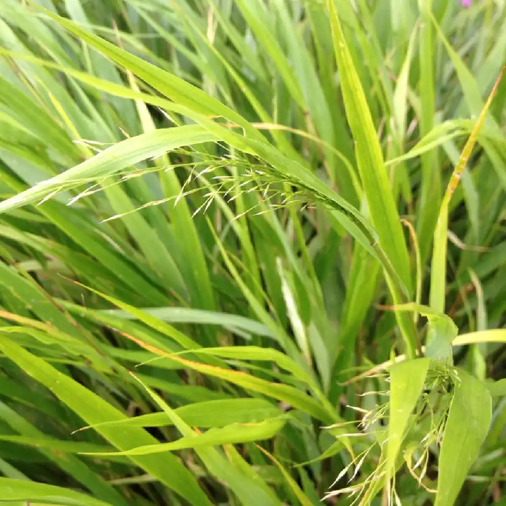 HAKONECHLOA macra 'Greenhills'