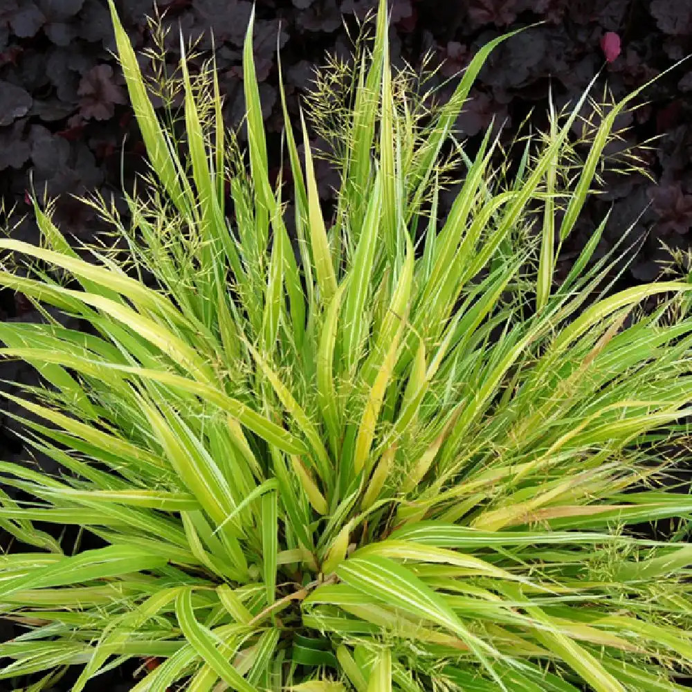 HAKONECHLOA macra 'Stripe it Rich'