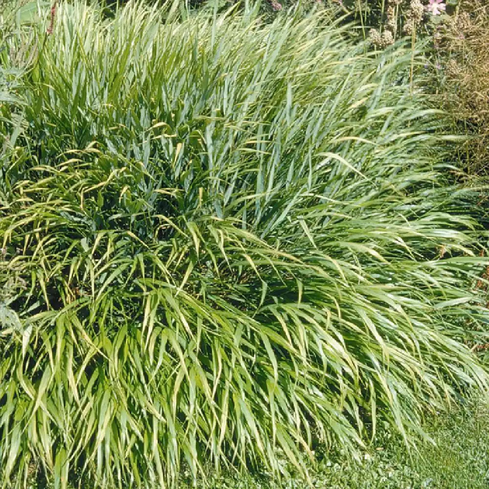 HAKONECHLOA macra