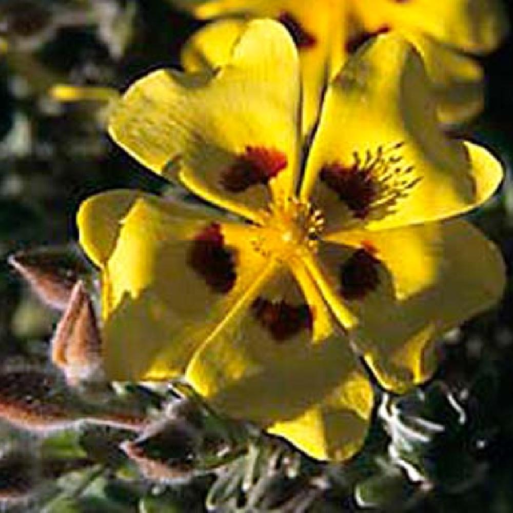 HALIMIUM lasianthum ssp. formosum