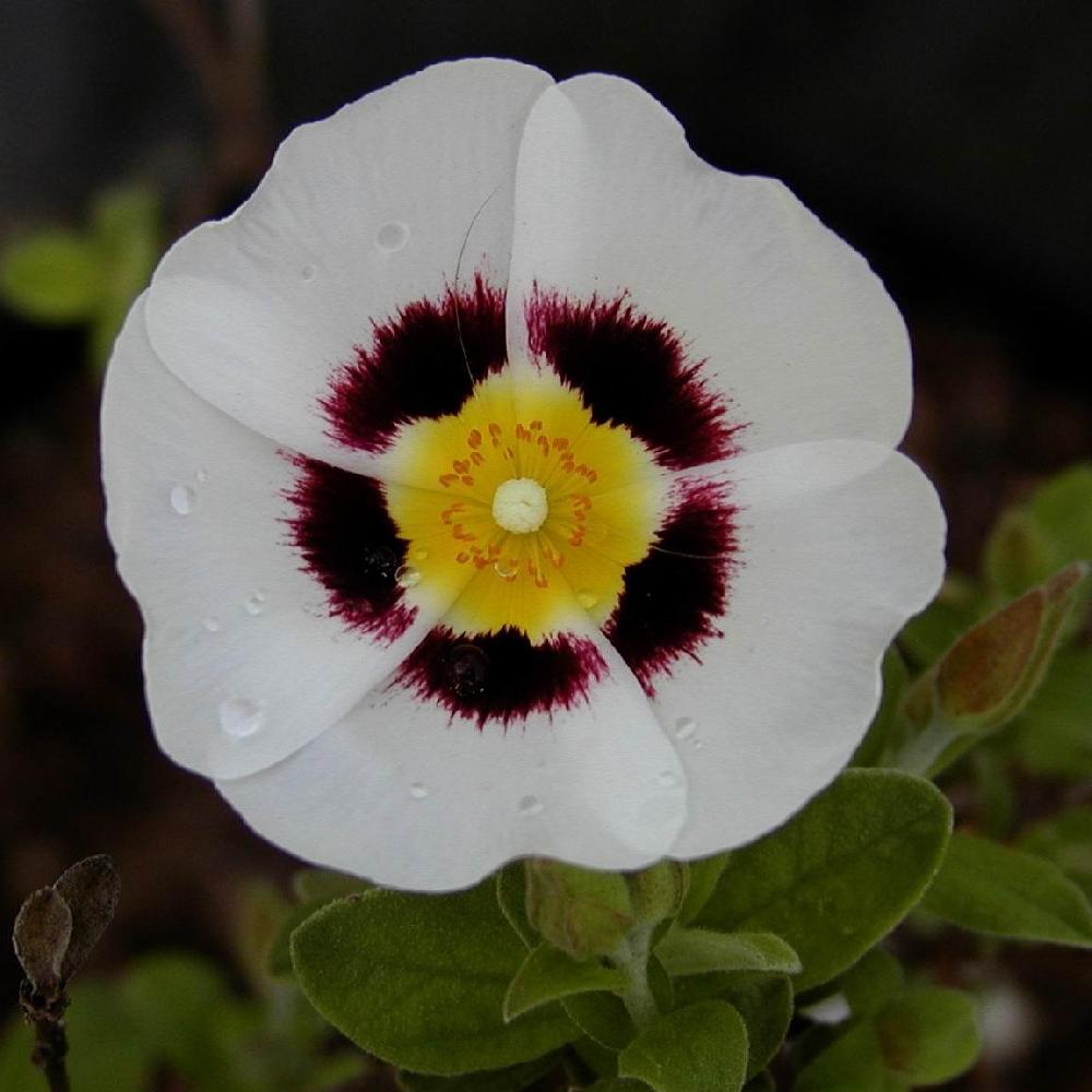 x HALIMIOCISTUS wintonensis