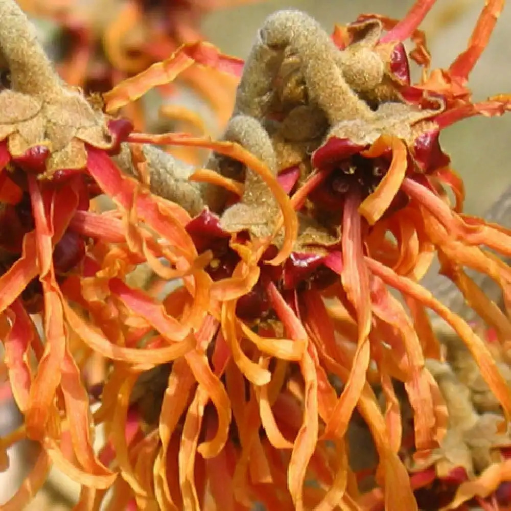 Hamamelis (x) intermedia Jelena - Noisetier de sorcière à fleurs orange