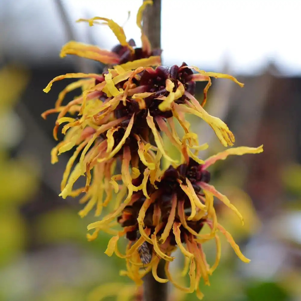 Hamamelis (x) intermedia Jelena - Noisetier de sorcière à fleurs orange