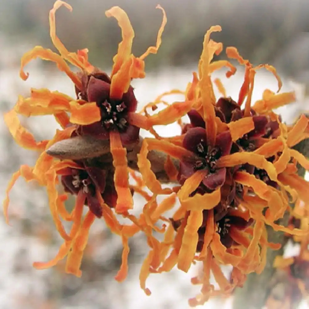 HAMAMELIS x intermedia 'Orange Peel'