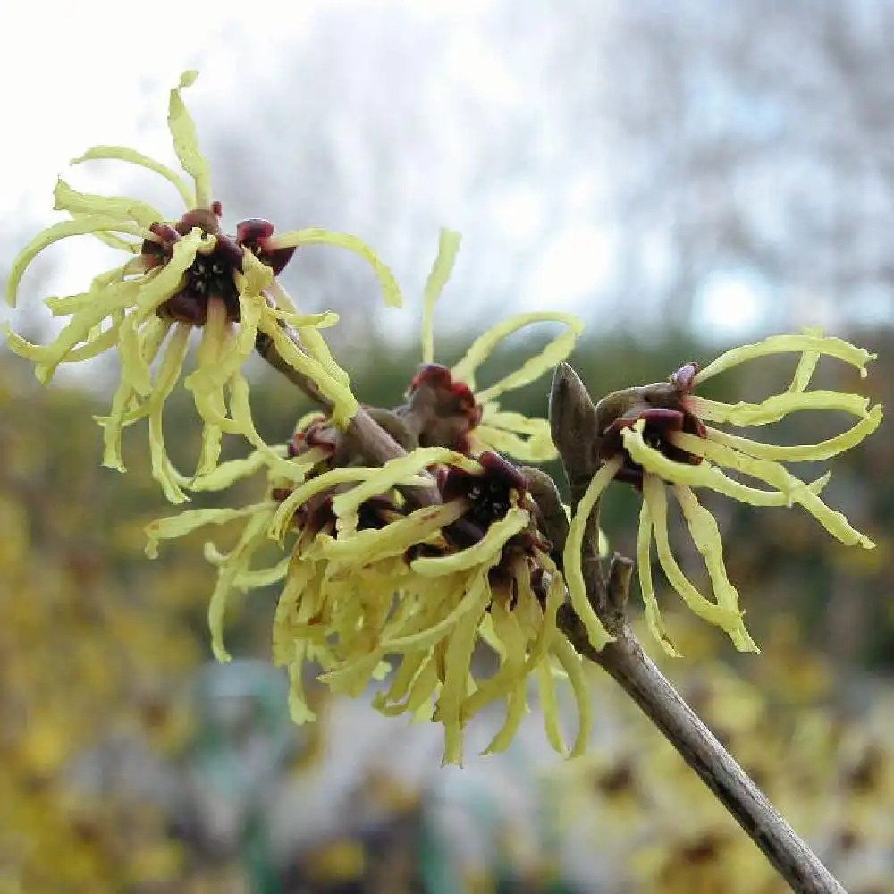 HAMAMELIS mollis 'Pallida'