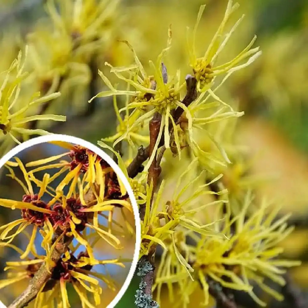 HAMAMELIS virginiana - Noisetier de sorcière - pépinières Lepage Bretagne  Bord de mer