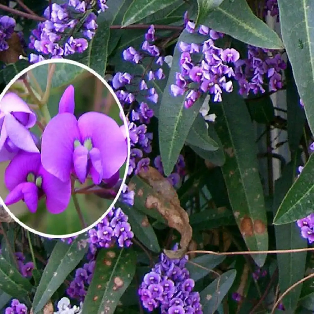 HARDENBERGIA violacea