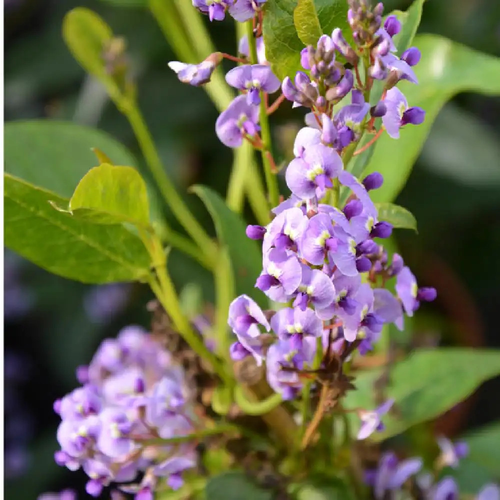 HARDENBERGIA violacea.' image 2