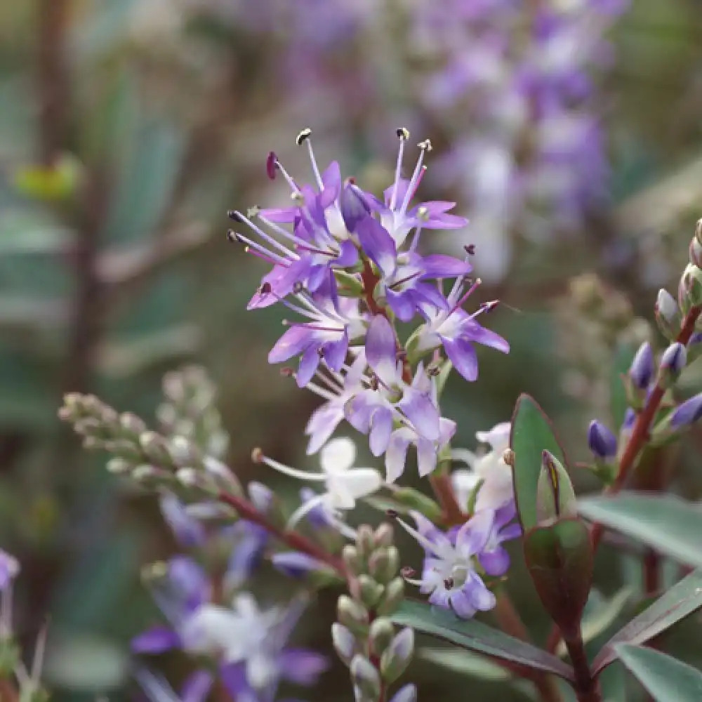 HEBE 'Caledonia' (H. 'E.B.Anderson')