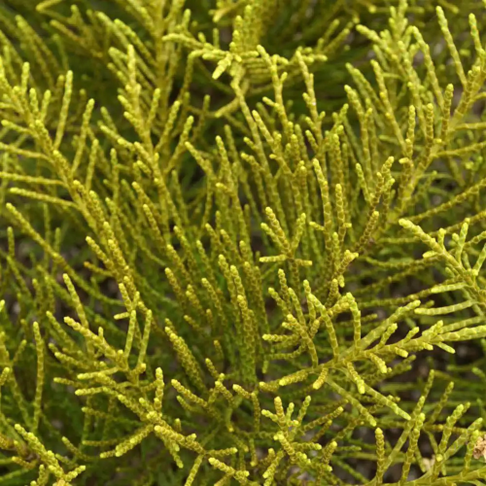 HEBE ochracea ( armstrongii )