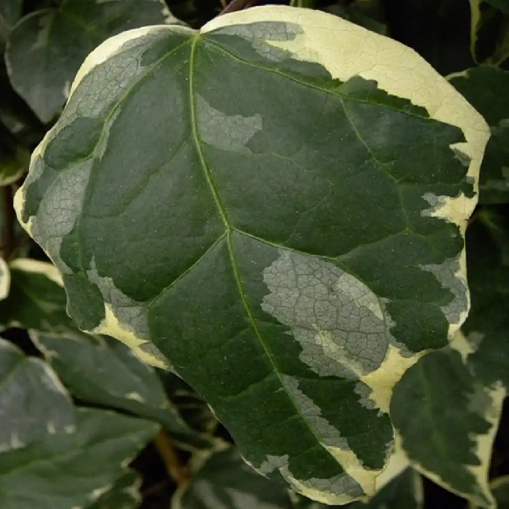 HEDERA algeriensis 'Gloire de Marengo'