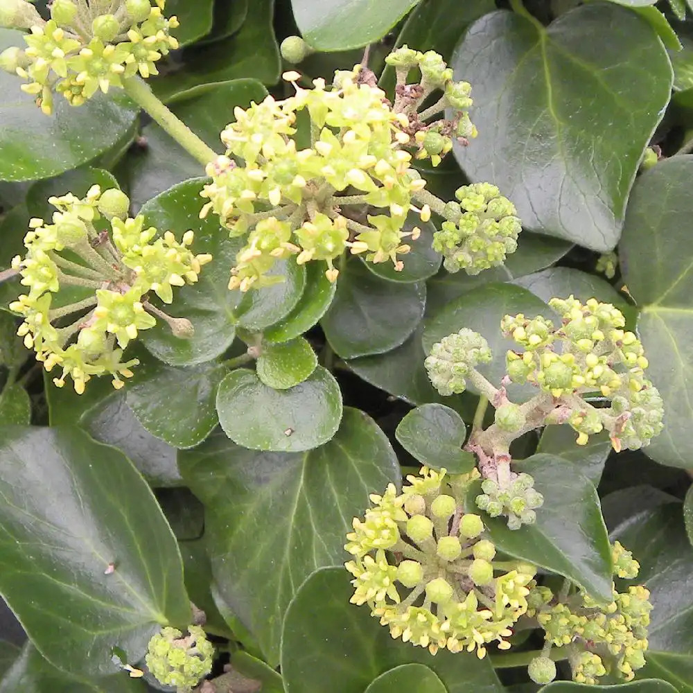 HEDERA helix 'Arborescens Nana'