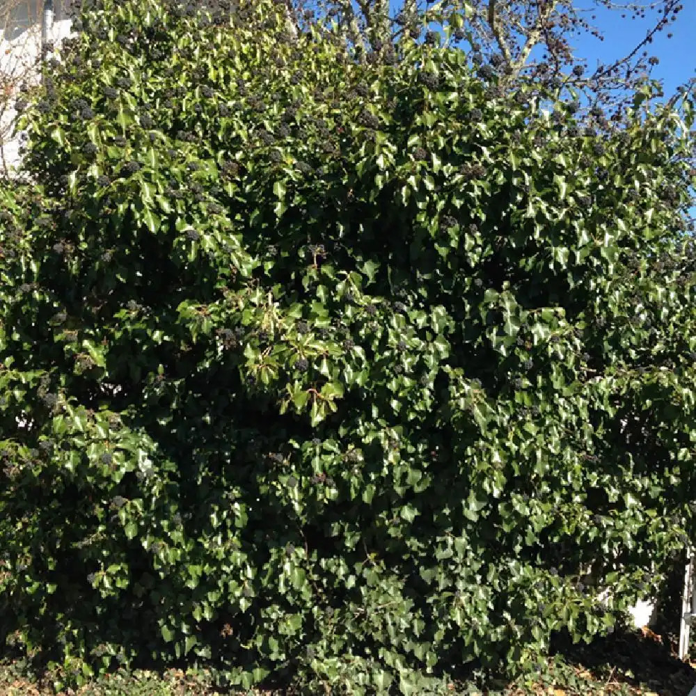 HEDERA helix 'Arborescens'.' image 2