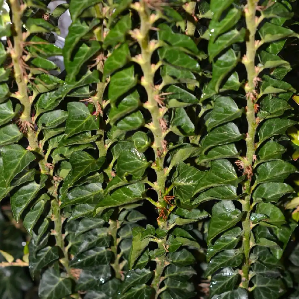 HEDERA helix 'Erecta'