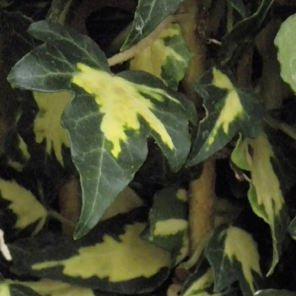 HEDERA helix 'Goldheart'