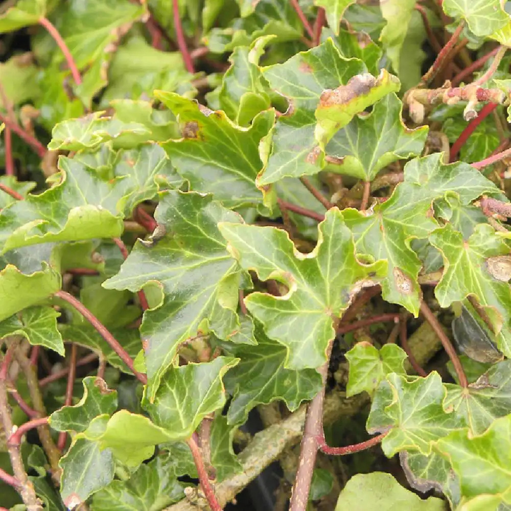 HEDERA helix 'Ivalace'