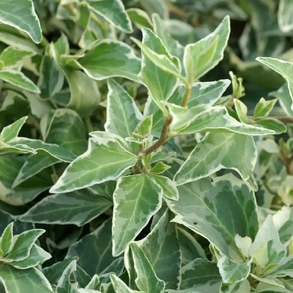 HEDERA helix 'Little Diamond'