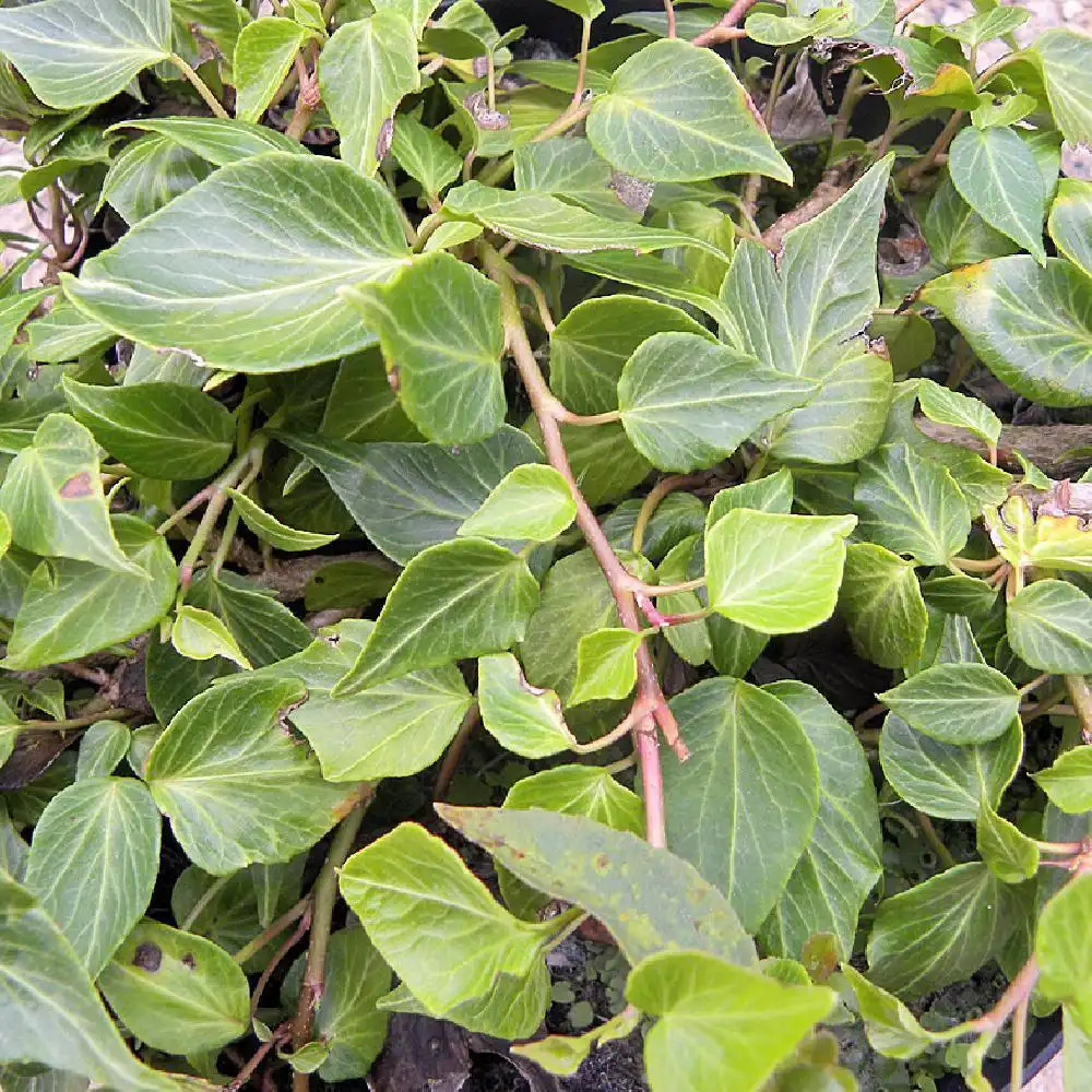 HEDERA helix 'Waccamaw'