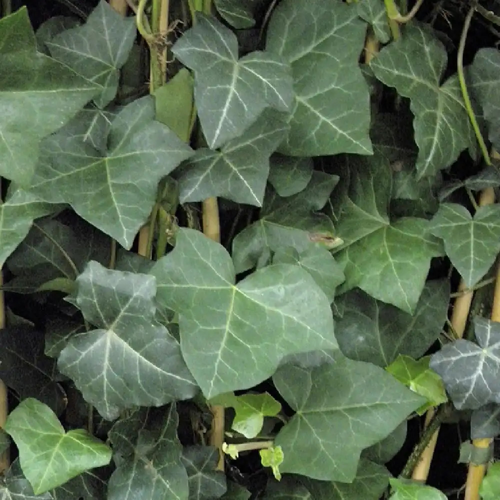 HEDERA hibernica