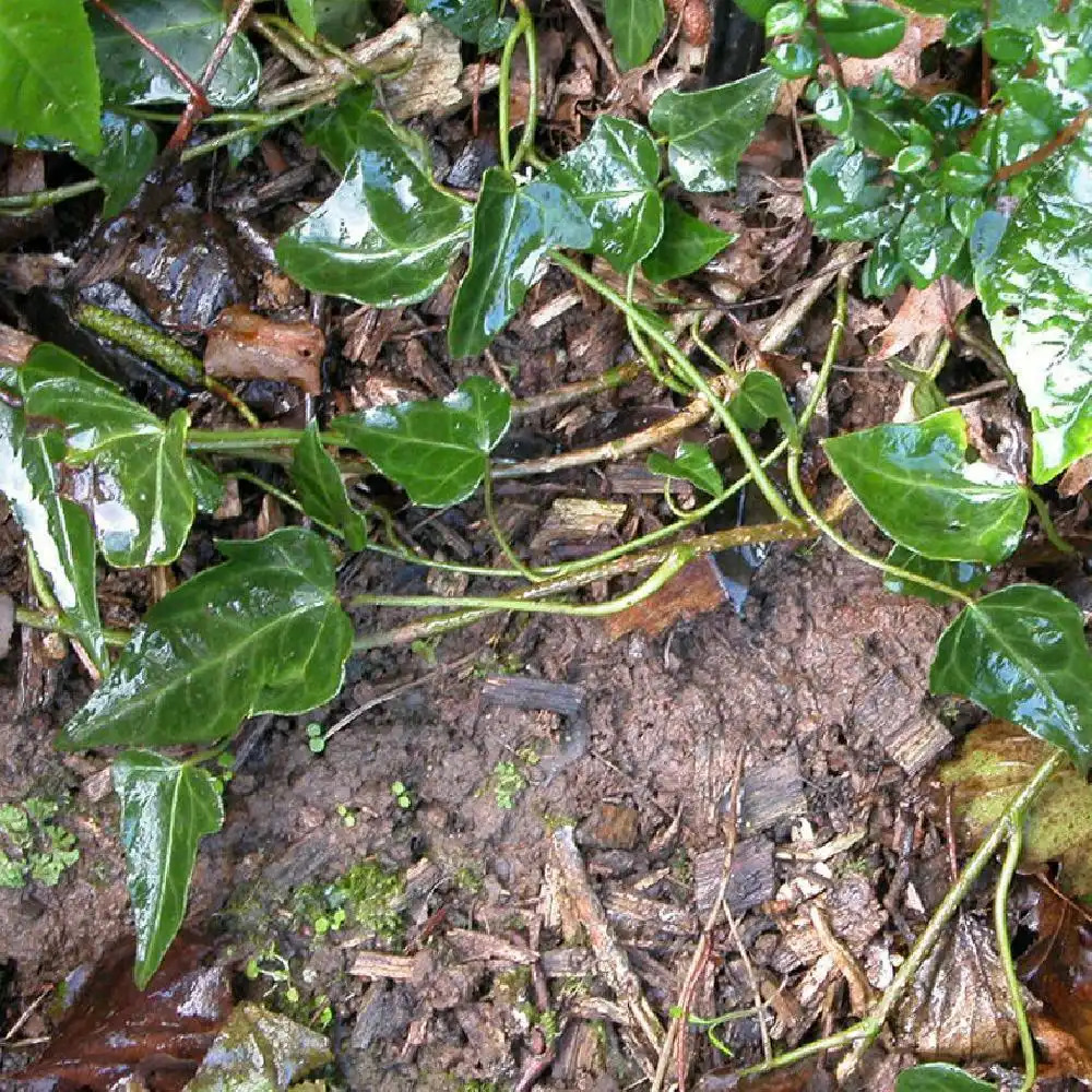 HEDERA nepalensis