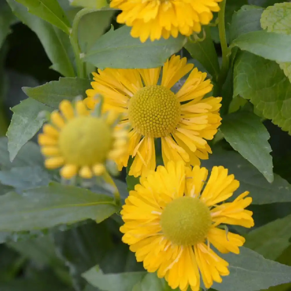 HELENIUM 'Double Trouble'®