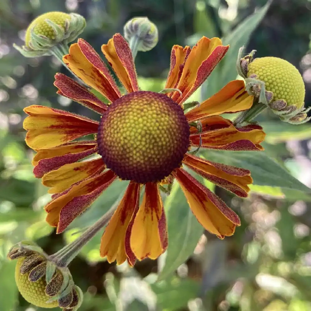 HELENIUM 'Flamenco'