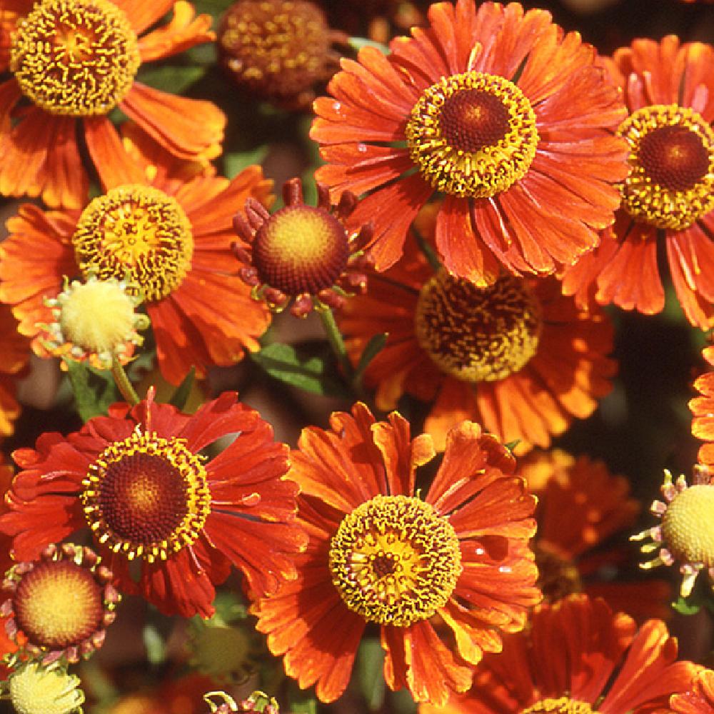 HELENIUM 'Goldlackzwerg'