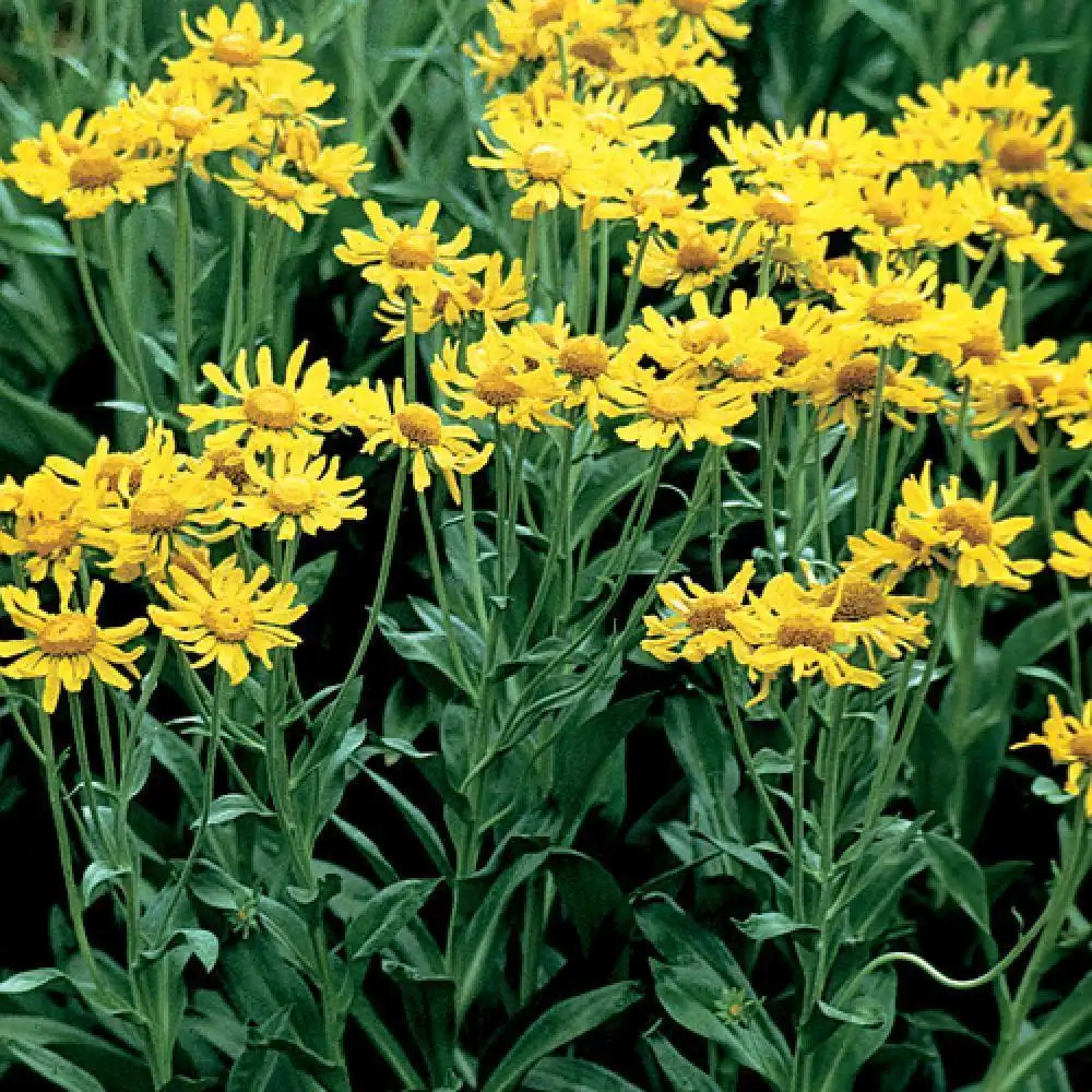 HELENIUM hoopesii