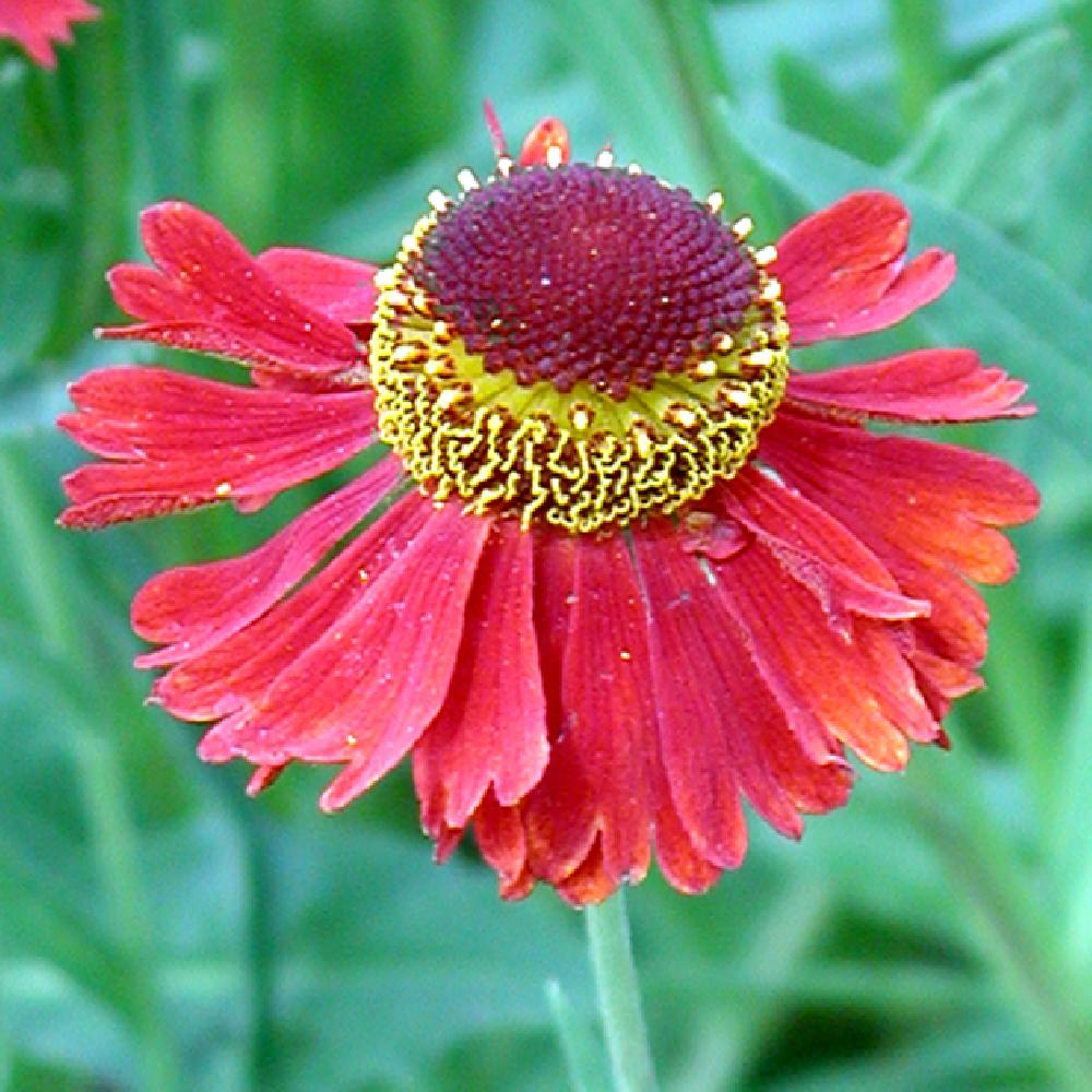 HELENIUM 'Moerheim Beauty'