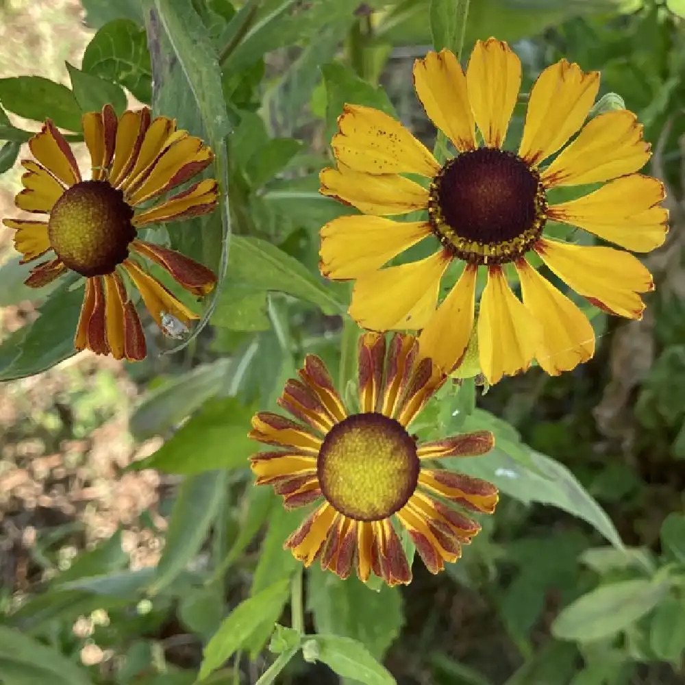 HELENIUM 'Rauchtopas'