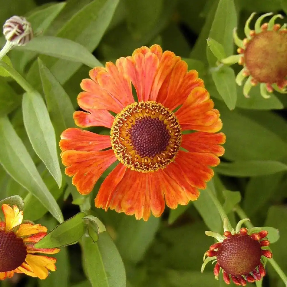 HELENIUM 'Waltraut'