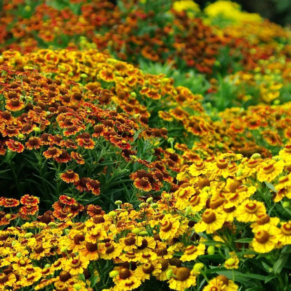 HELENIUM 'Western Mixed'