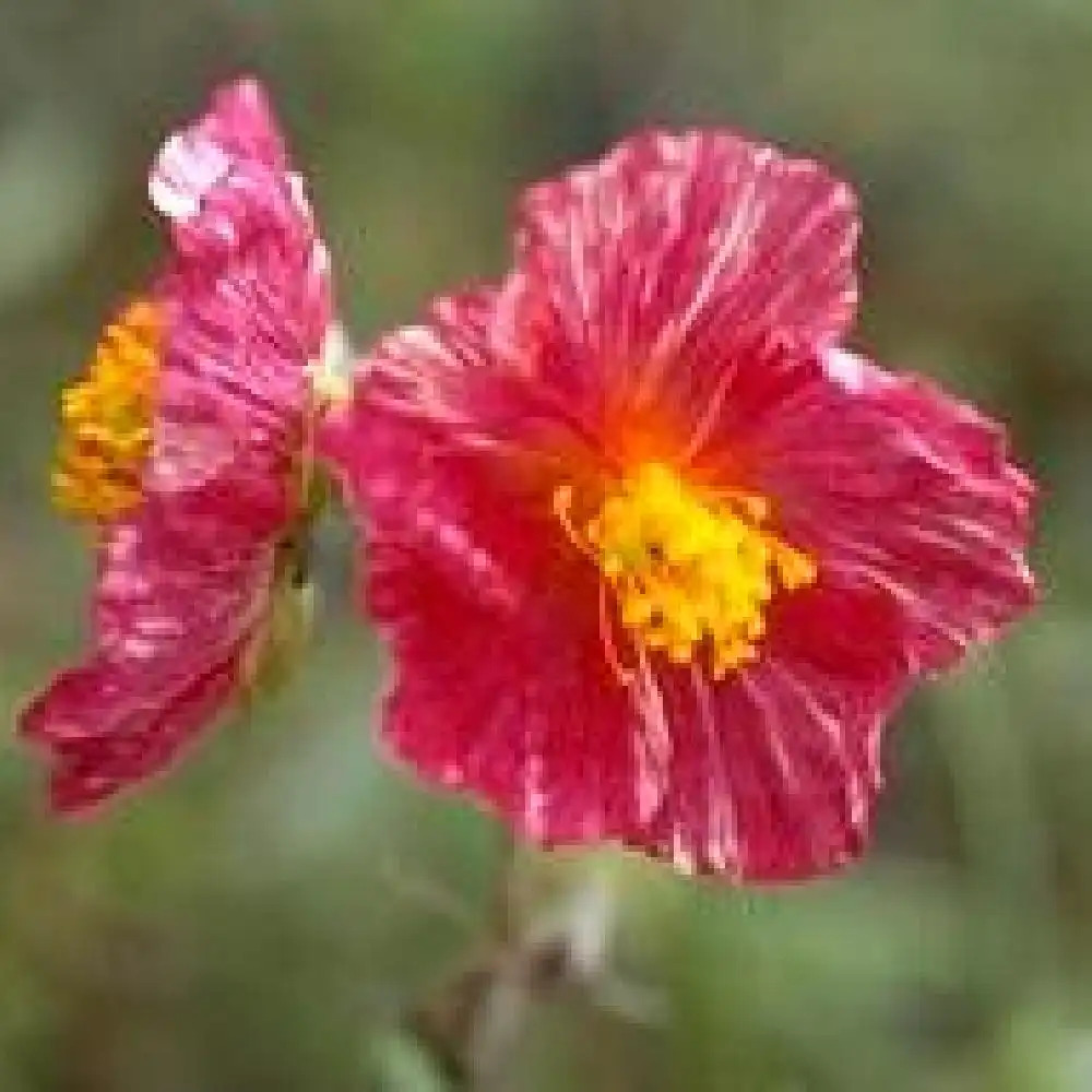 HELIANTHEMUM 'Arlette'