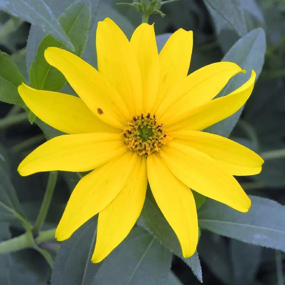 HELIANTHUS atrorubens