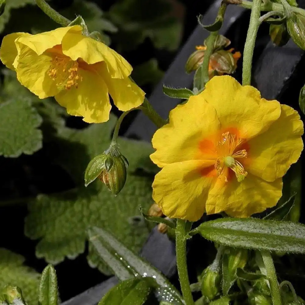 HELIANTHEMUM 'Ben Fhada'