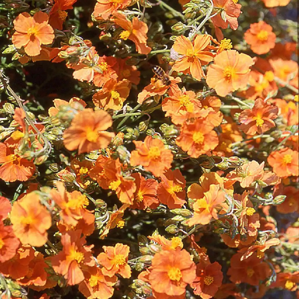 HELIANTHEMUM 'Ben Heckla'