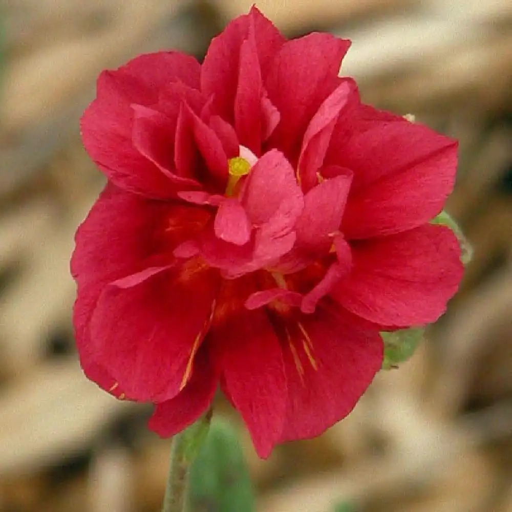 HELIANTHEMUM 'Cerise Queen'