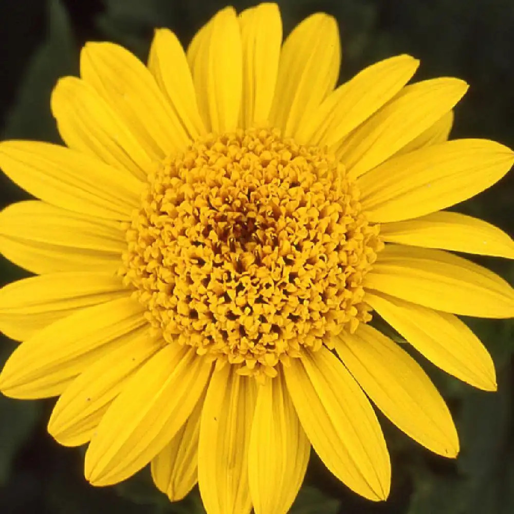 HELIANTHUS decapetalus 'Capenoch Star'