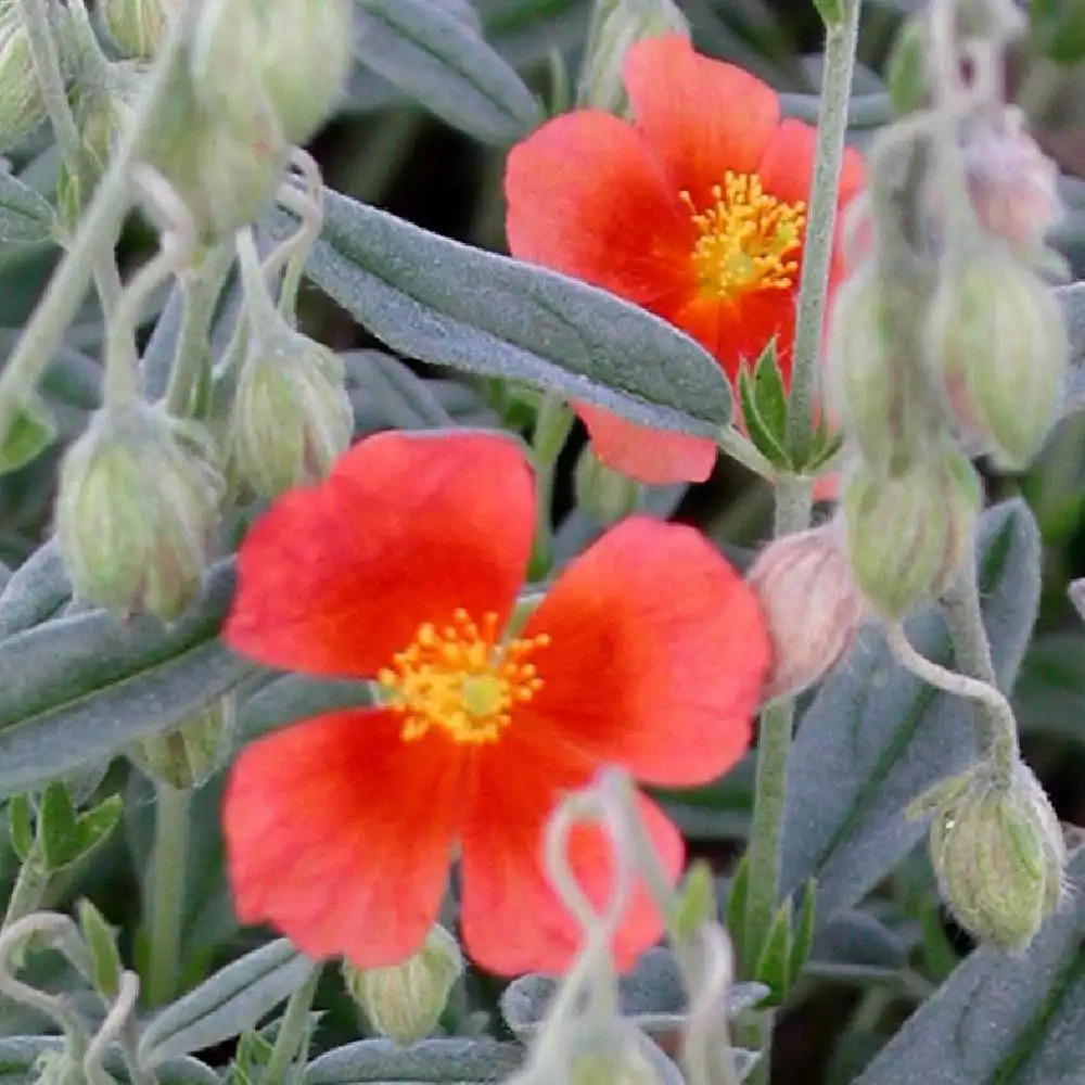 HELIANTHEMUM 'Fire Flame'