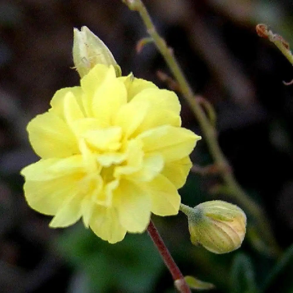 HELIANTHEMUM 'Golden Ball'