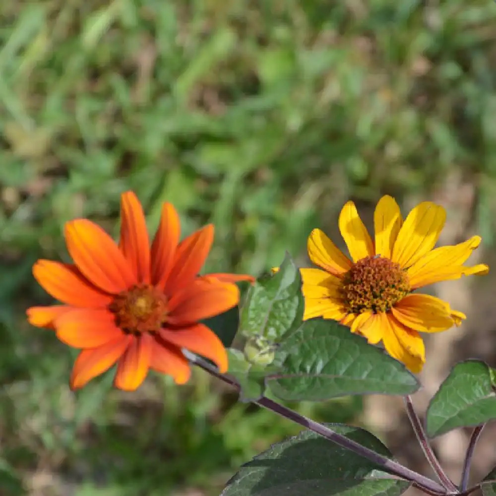 HELIOPSIS helianthoides var.scabra 'Bleeding Hearts'