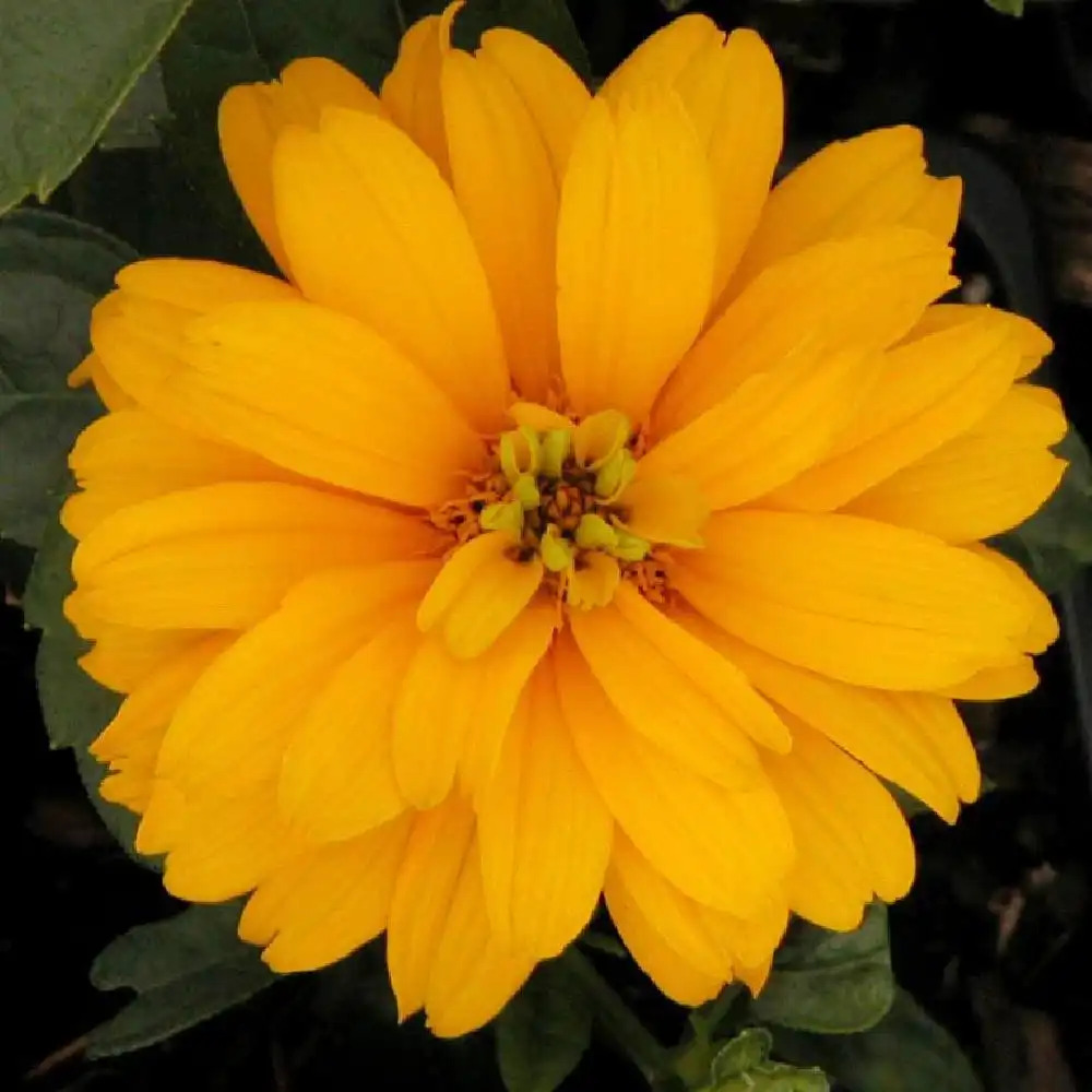 HELIOPSIS helianthoides 'Goldgrünherz'