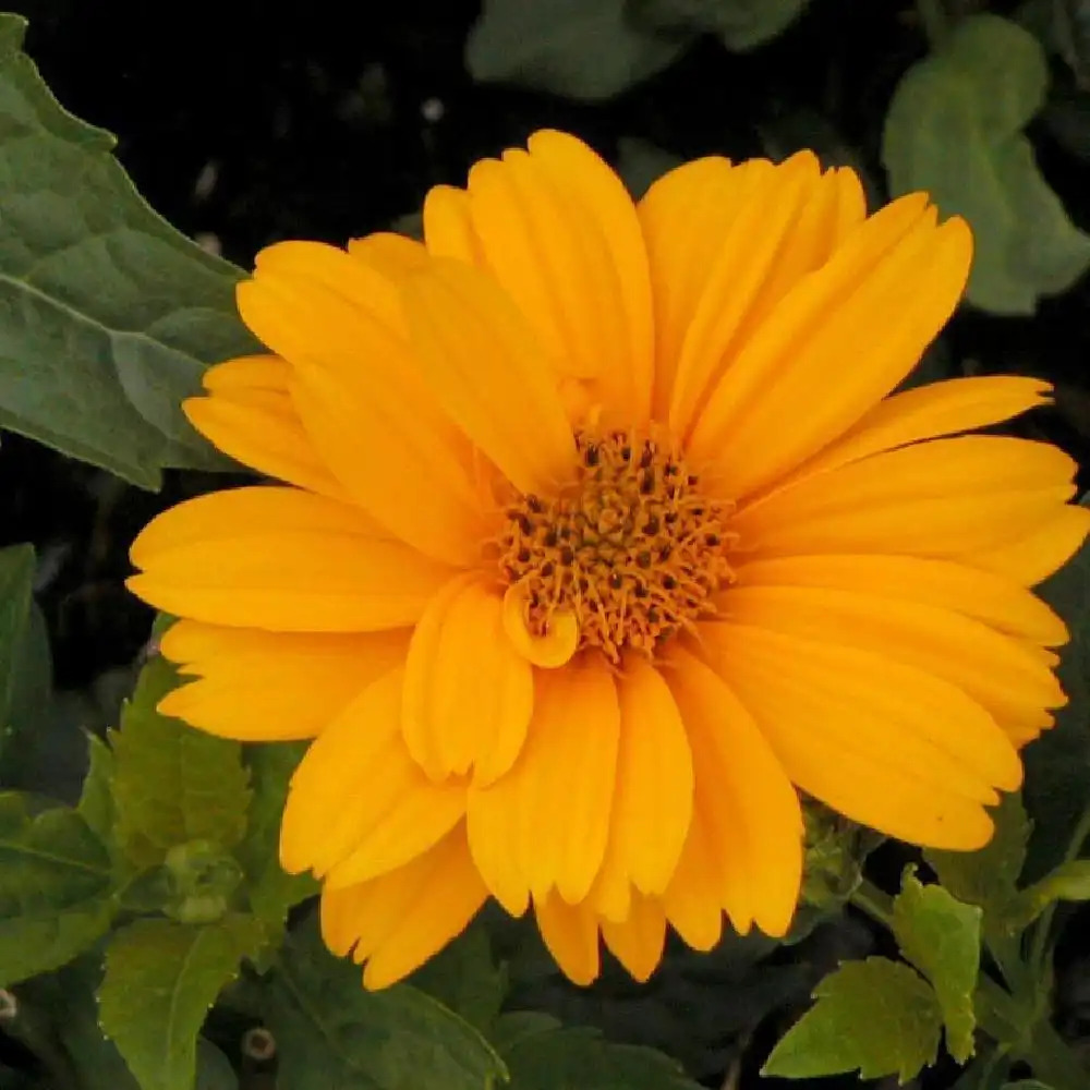 HELIOPSIS helianthoides 'Sommersonne'