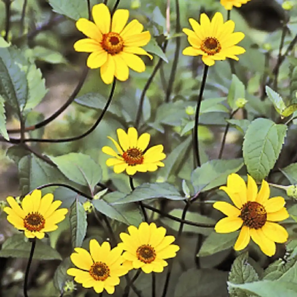 HELIOPSIS helianthoides 'Summer Nights'