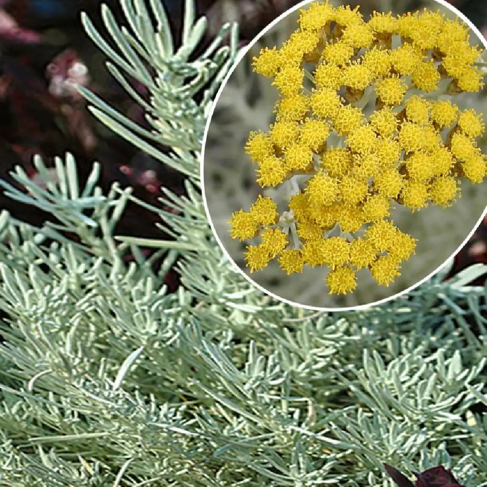 HELICHRYSUM italicum 'Korma'