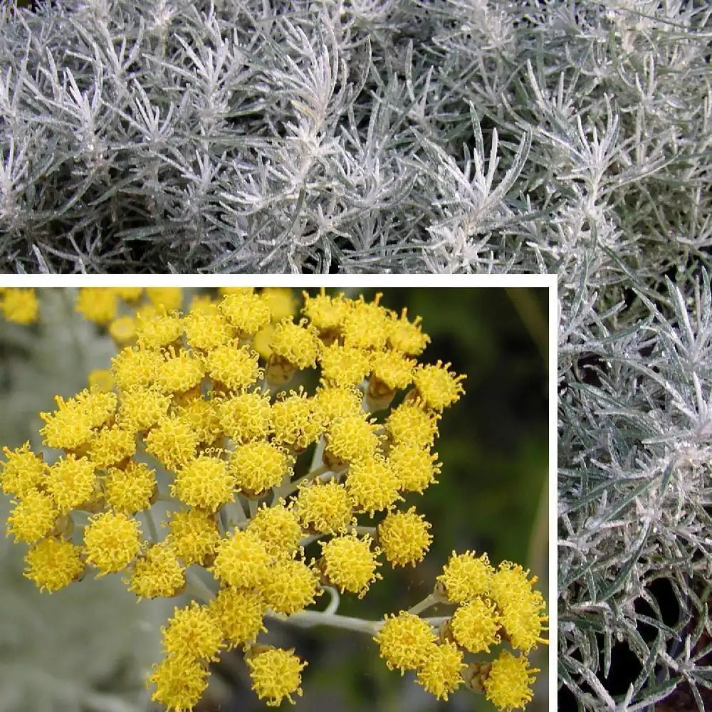 HELICHRYSUM italicum (angustifolium)