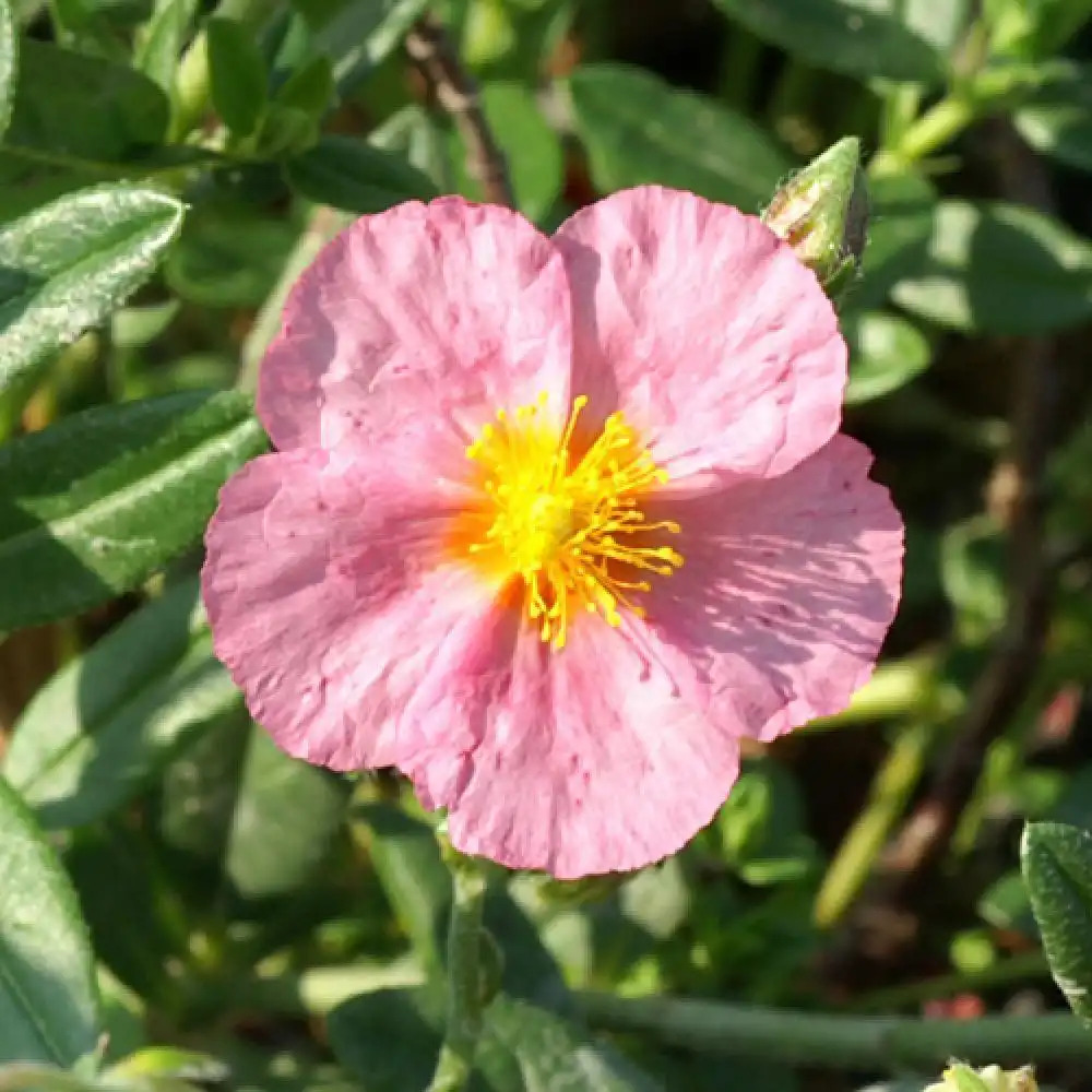 HELIANTHEMUM 'Lawrenson's Pink'