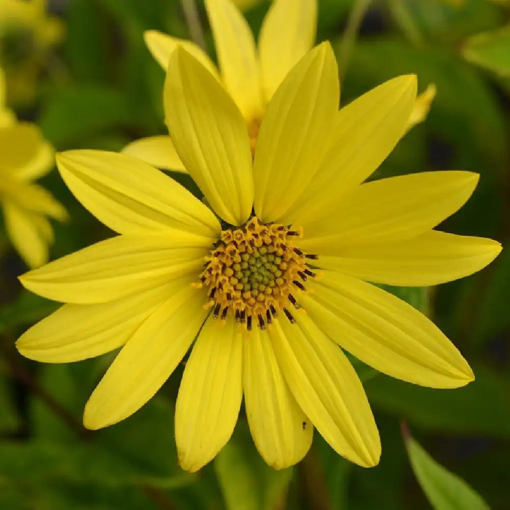 HELIANTHUS 'Lemon Queen'