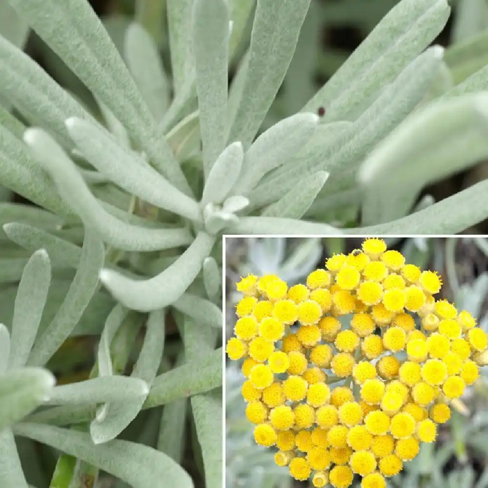 HELICHRYSUM orientale