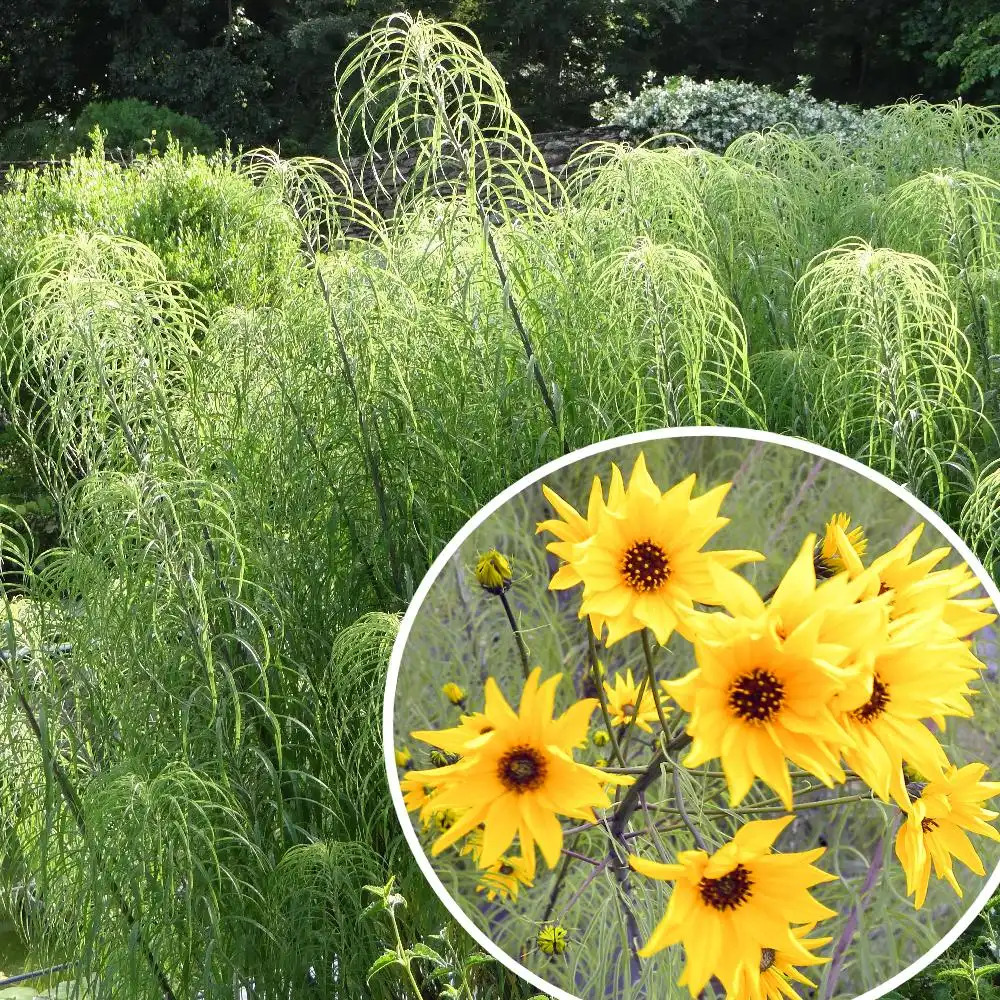 HELIANTHUS salicifolius var. orgyalis